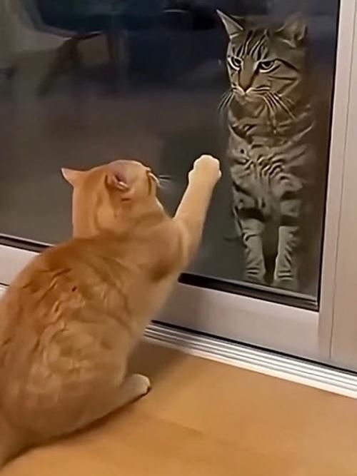 На этом ролике ИИ выдает шерсть рыжего кота: в ней много идеально-гладких кусков, выделяющихся на фоне остального кадра. На реальных видео визуальный шум везде равномерен, в то время как нейросети добавляют его «наобум»