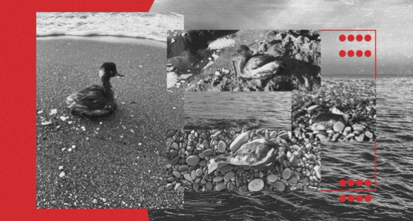 Изображение-Волонтеры обнаружили больше 100 птиц в мазуте на побережьях Грузии